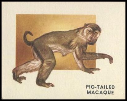 166 Pig tailed Macaque